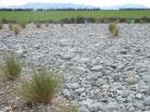 Braided river at dairy shed entrance